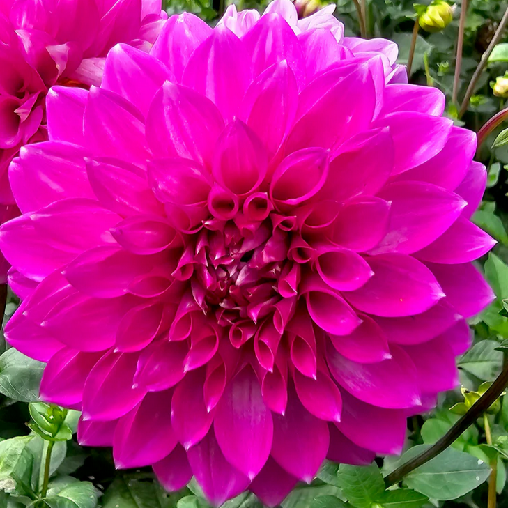 Barbarry Summit - Tuber