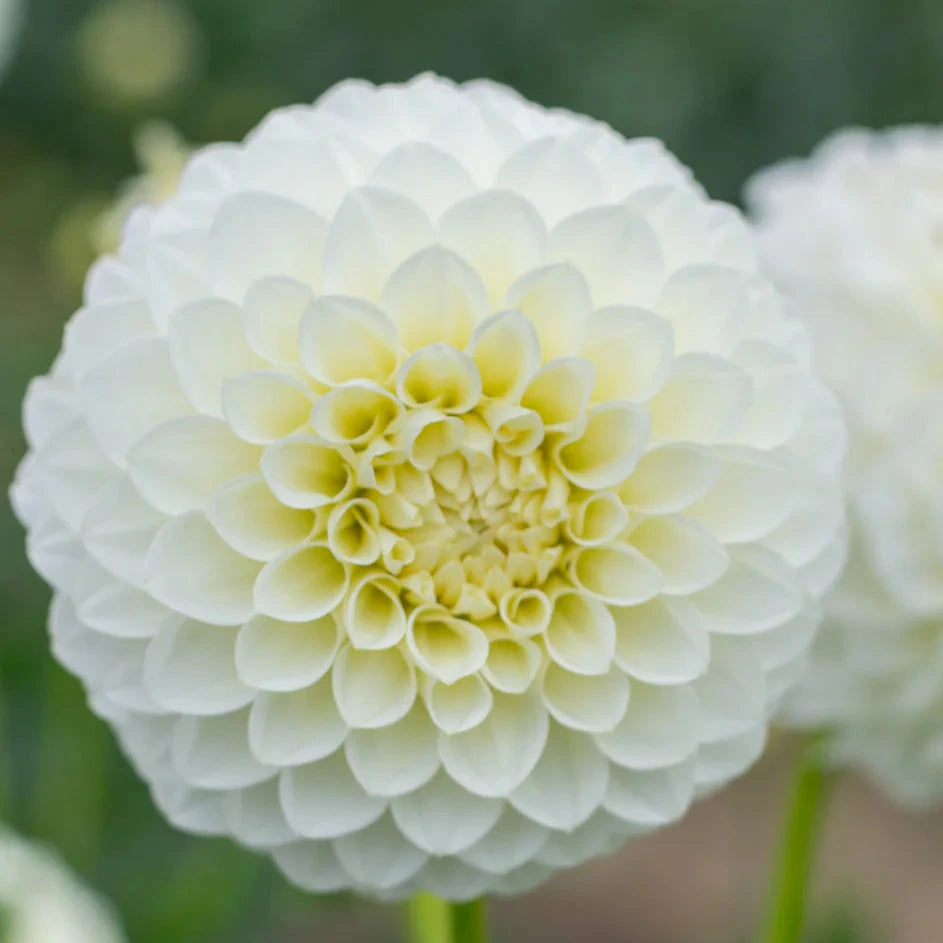 Boundary Snowflake - Tuber