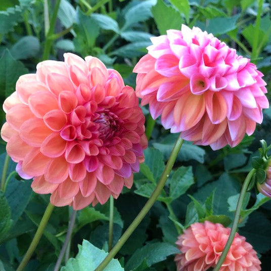 Florelie Angostura - Tuber