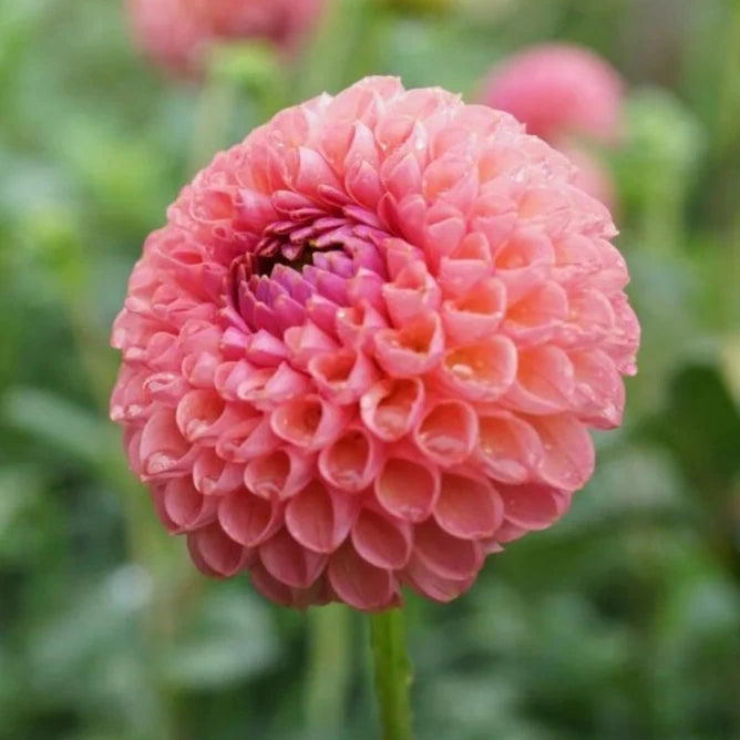 Little Peaches - Tuber