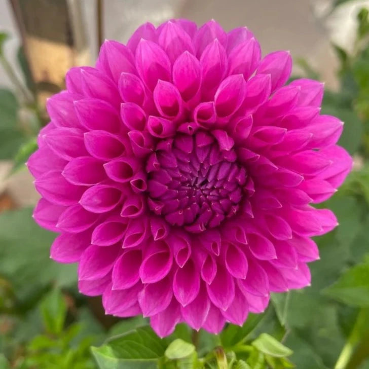 Winkie Cavalier - Tuber