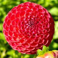 Winkie Lambrusco - Tuber