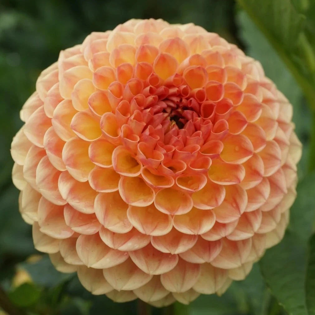 Winkie Nugget - Tuber