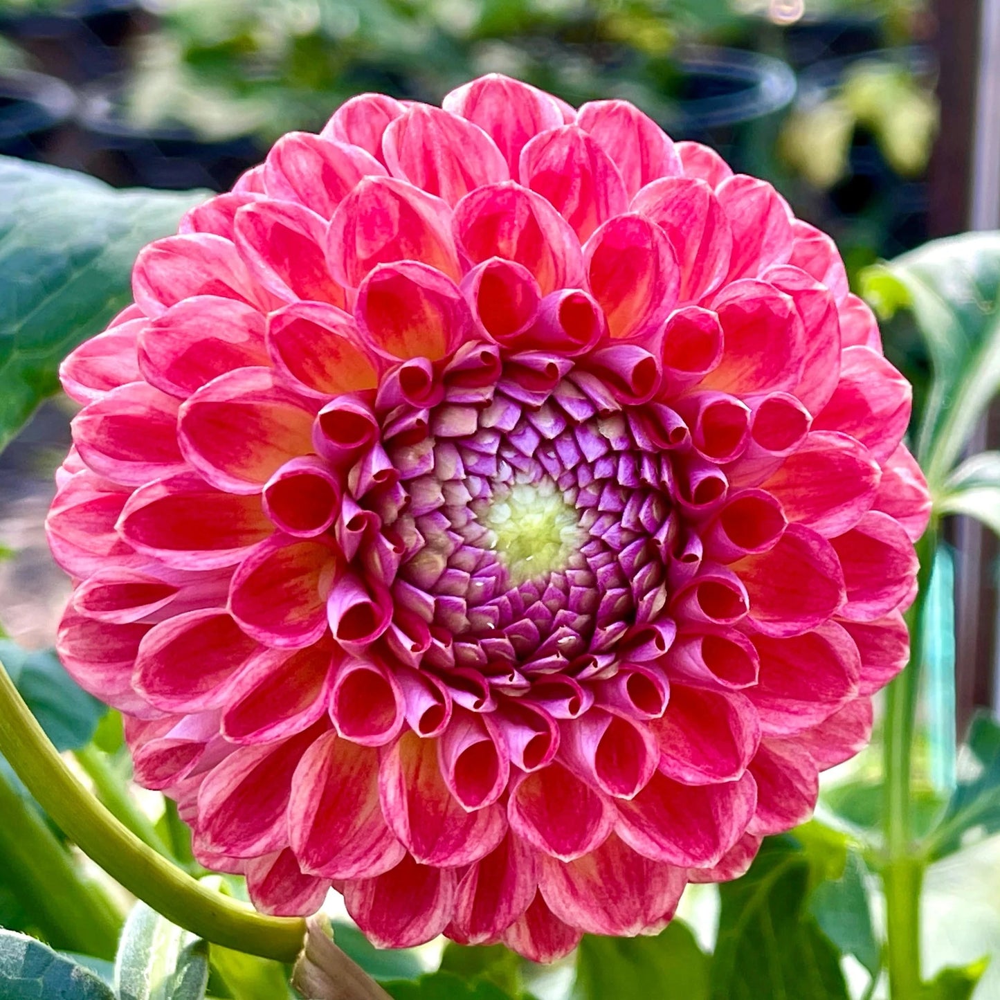 Winkie Robot - Tuber