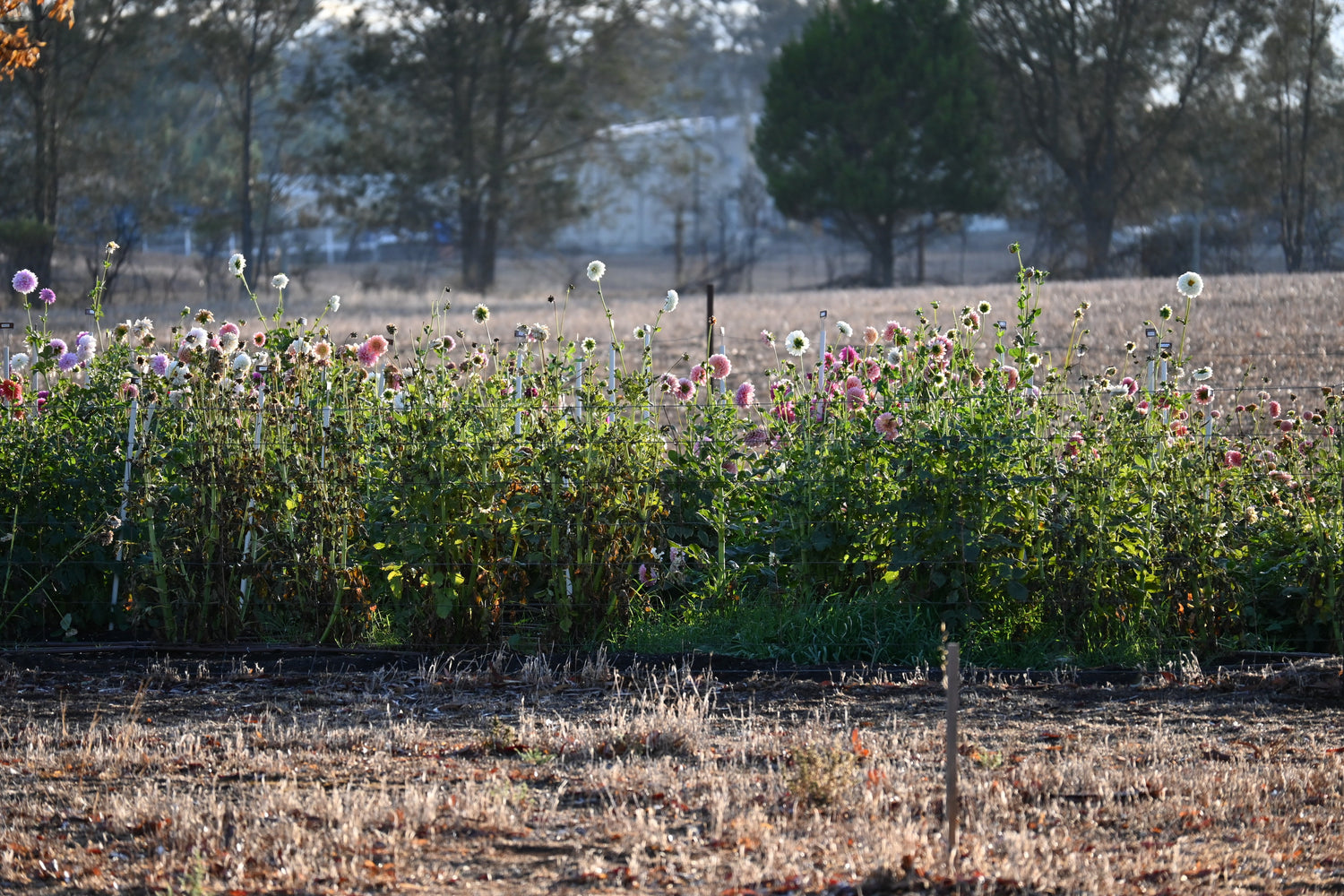 dahlia tubers