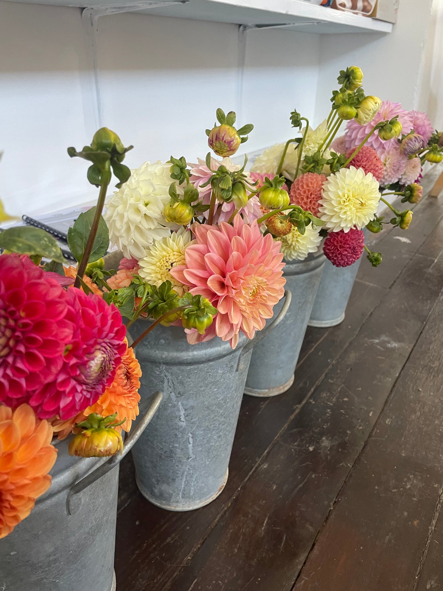 Dahlia bunch