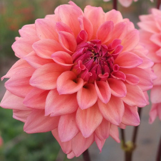 African Peach - Tuber