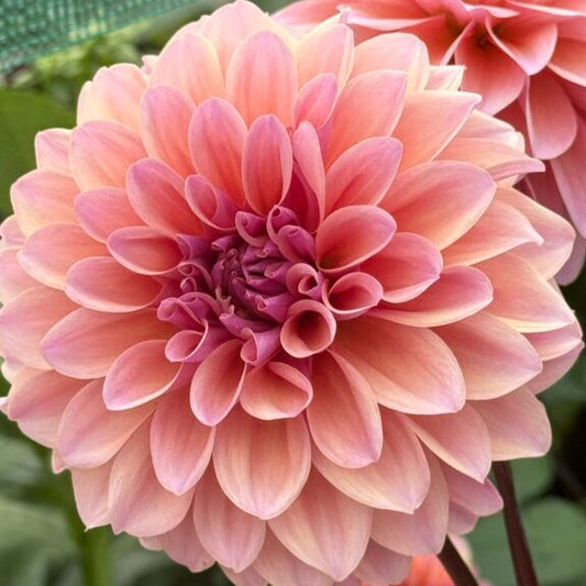 African Sunrise - Tuber