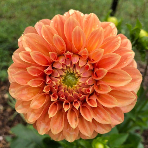 Bracken Palomino - Tuber