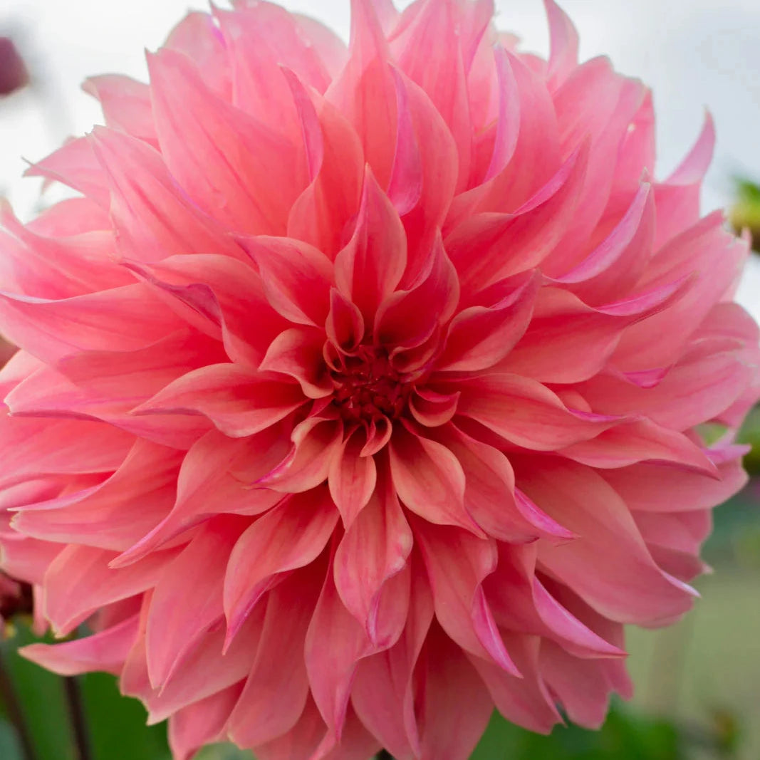 Carlos Watermelon - Tuber