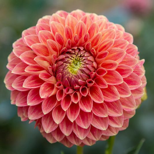 Christie Merlot - Tuber