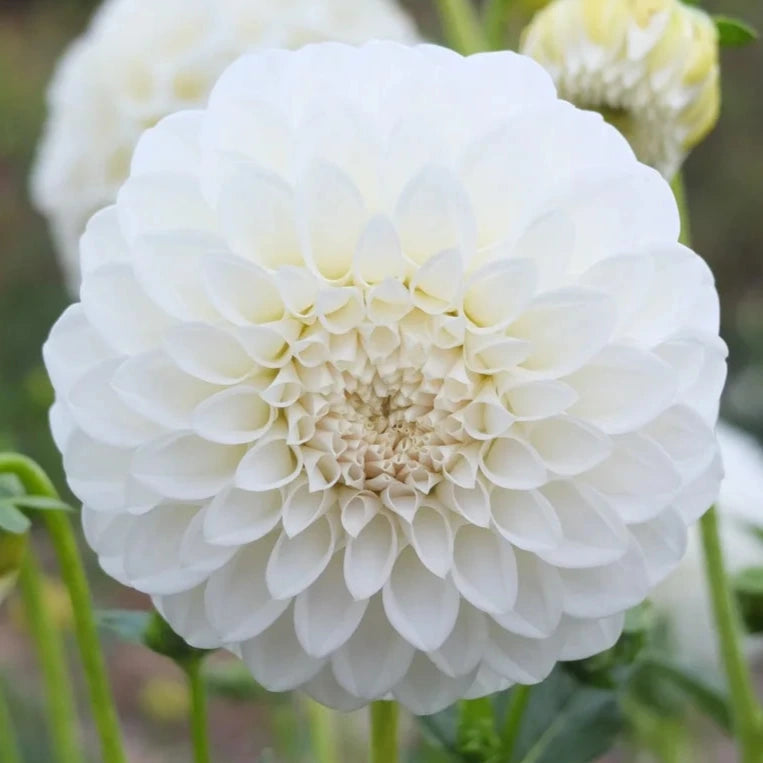 Coorabell Alpine - Tuber