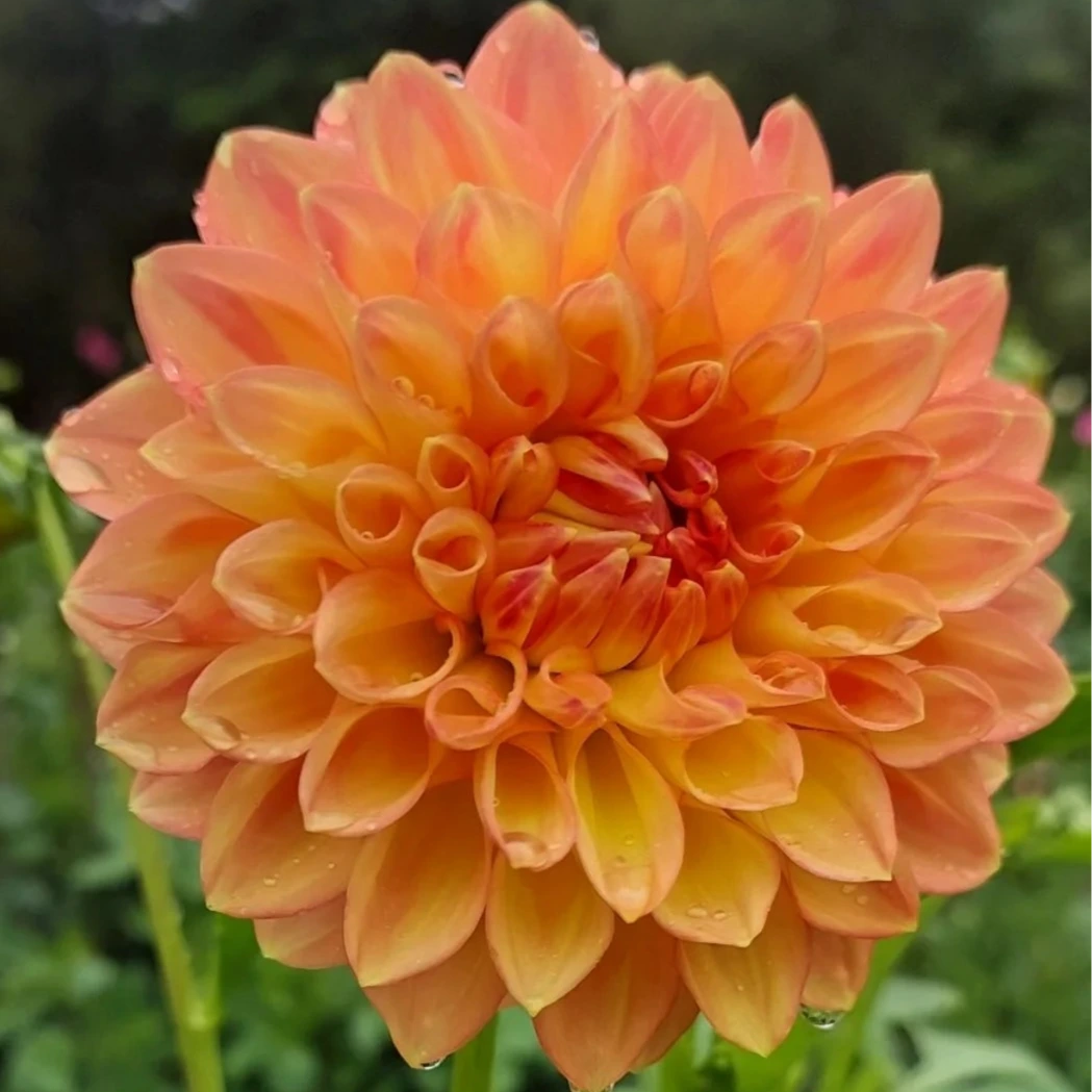 Cottage Delight - Tuber