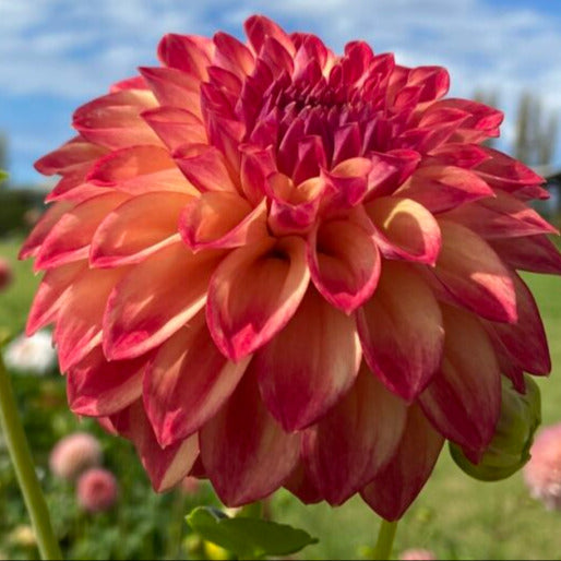 Darbro Highland - Tuber