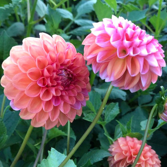 Florelie Angostura - Tuber