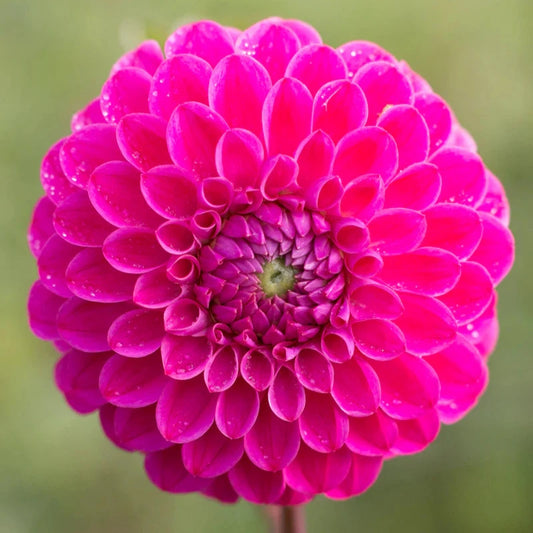 Florelie Joy - Tuber