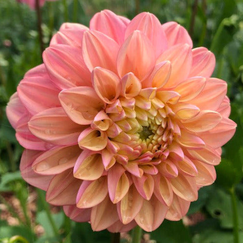 Florelie Kindness - Tuber