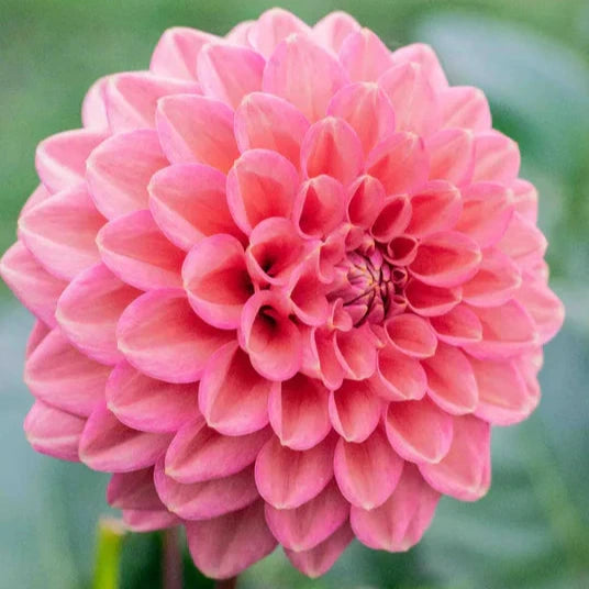 Florelie Quince - Tuber