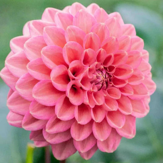 Florelie Quince - Tuber