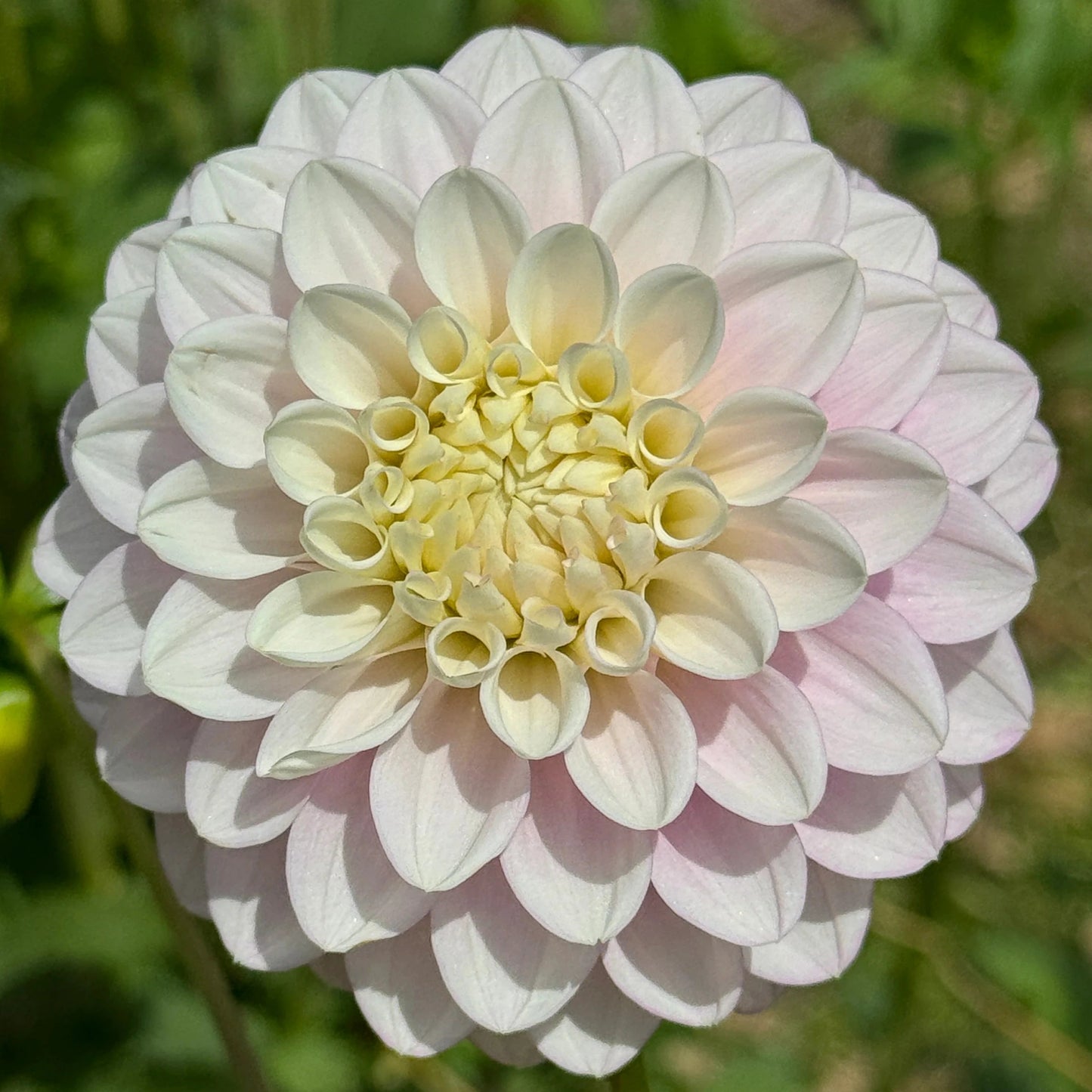 Florelie Tiara - Tuber