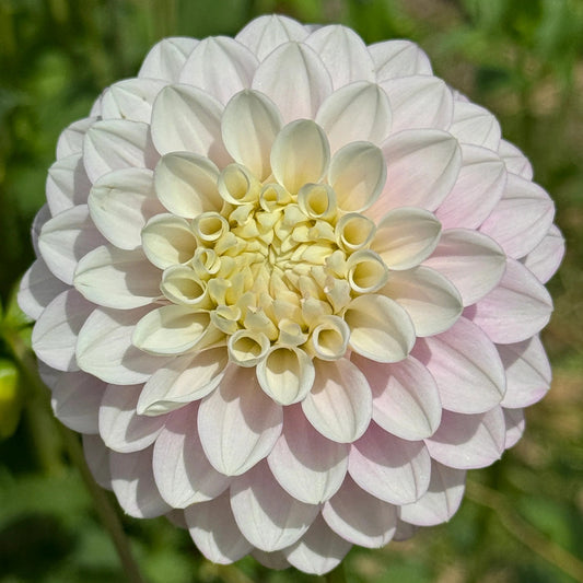 Florelie Tiara - Tuber