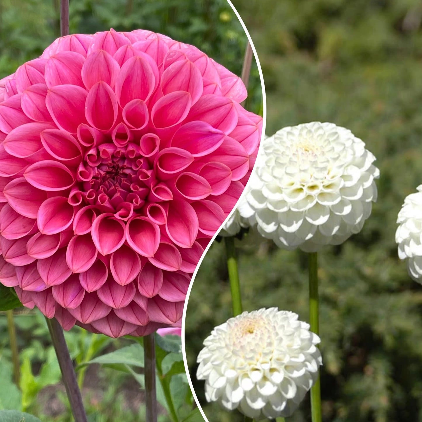 AA Lucky Dip - Tuber