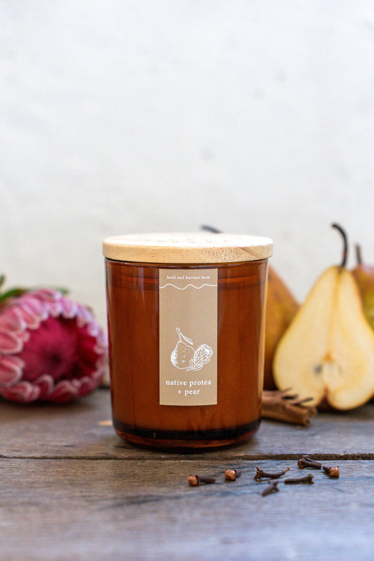 native protea + pear | amber | soy candle | 50 + hrs