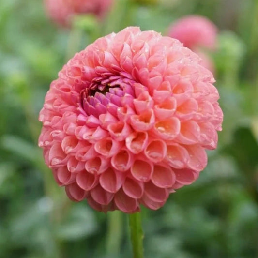 Little Peaches - Tuber