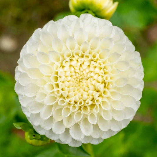 Ryecroft Jan - Tuber