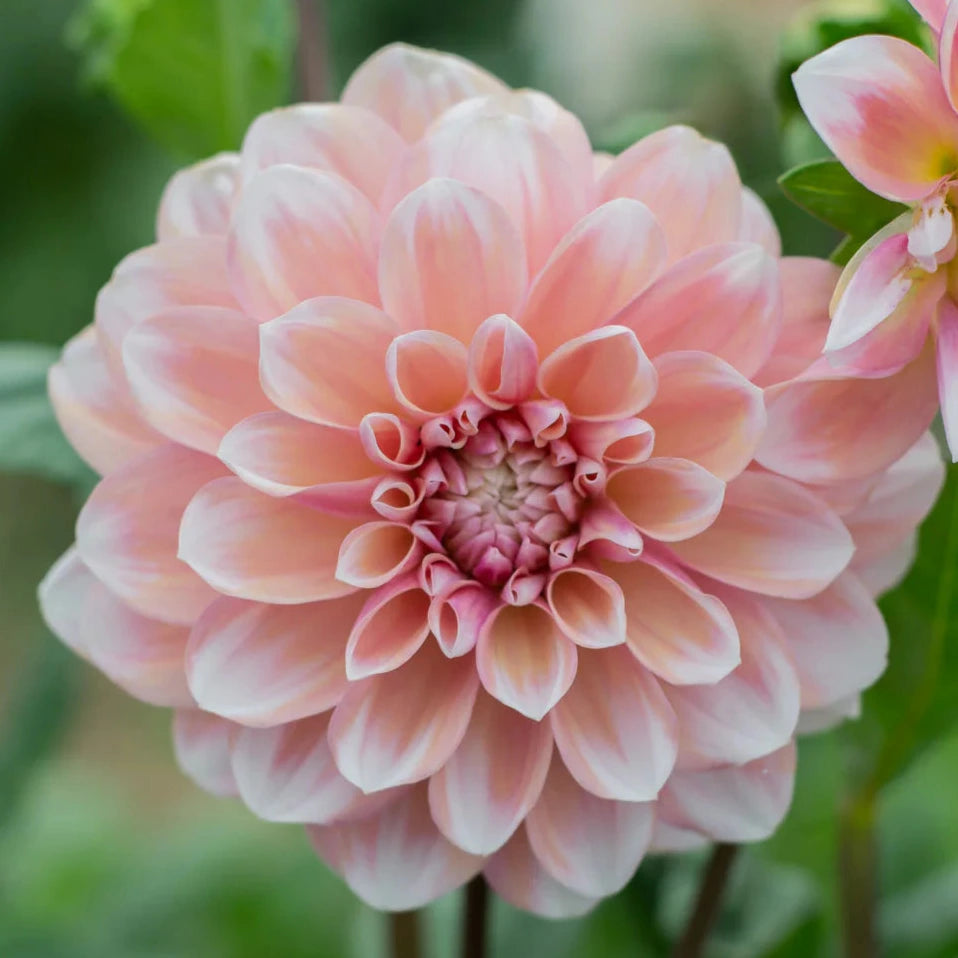 Tropical Dream - Tuber