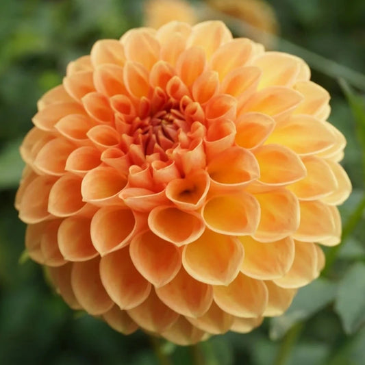 Winkie Kestrel - Tuber