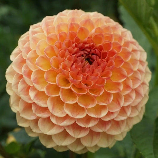 Winkie Nugget - Tuber