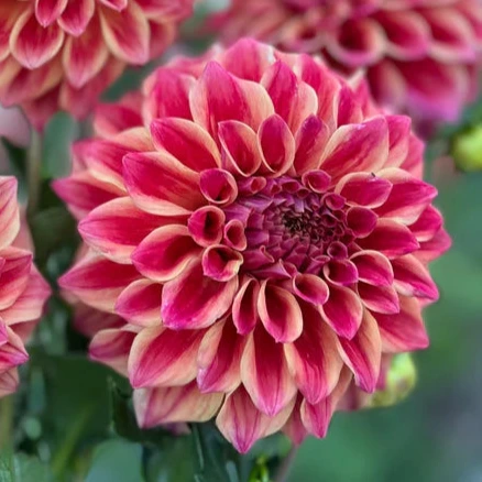 Winkie Rhubarb - Tuber