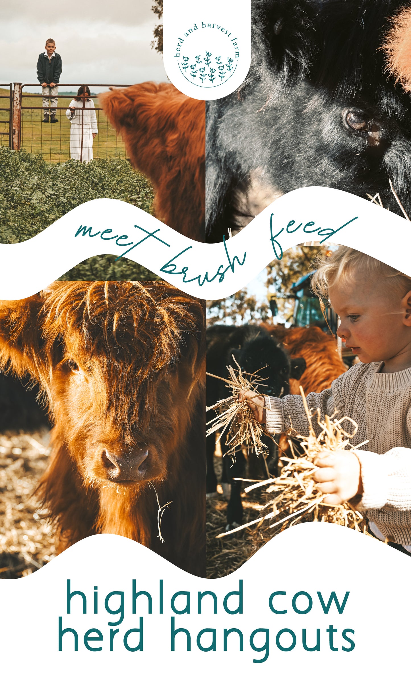 highland cow | herd hangouts