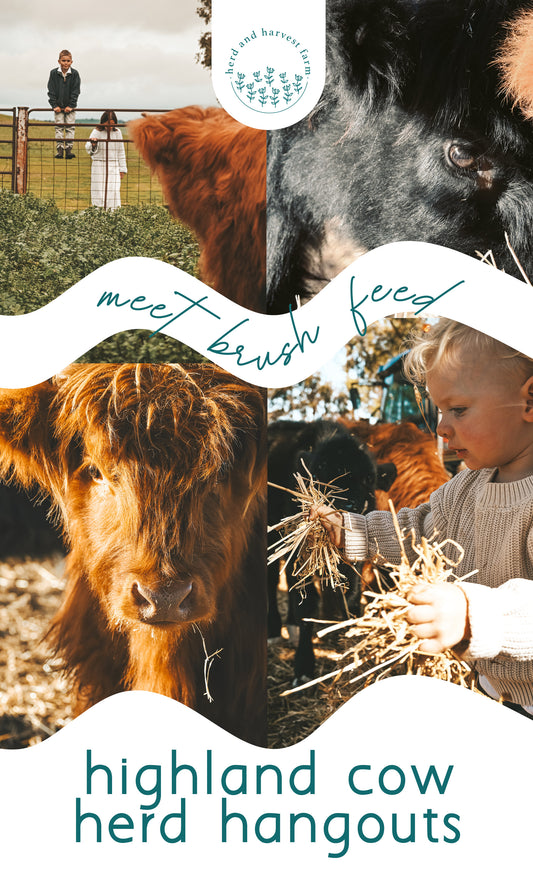 highland cow | herd hangouts