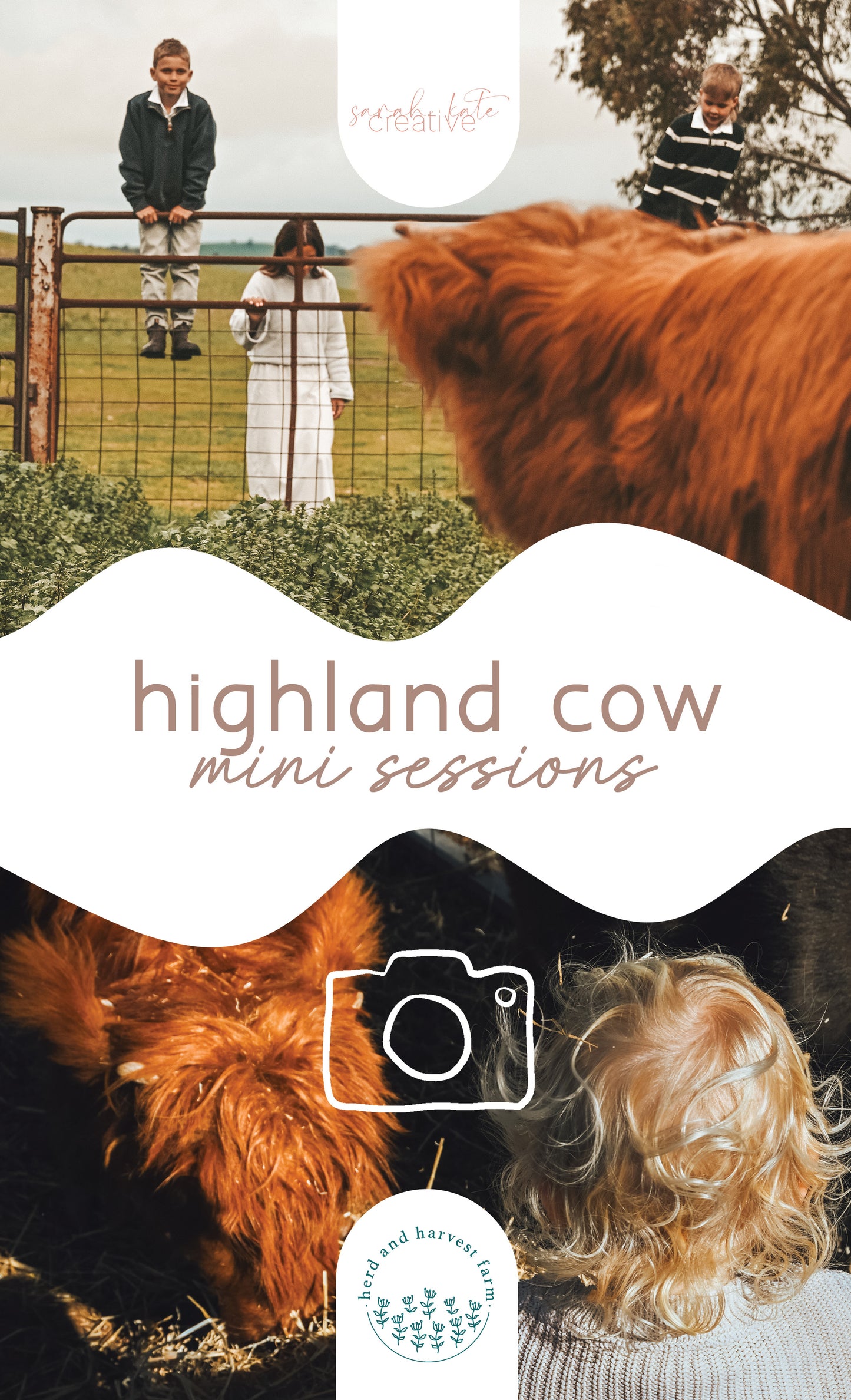 highland cow minis | photo sessions