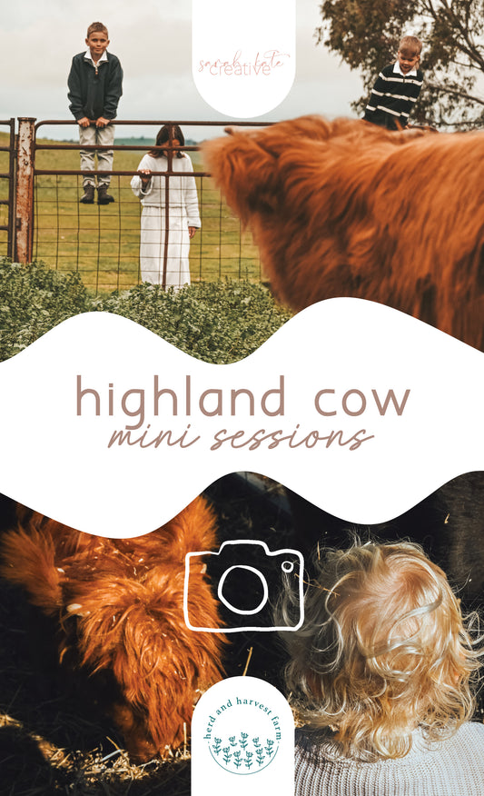 highland cow minis | photo sessions